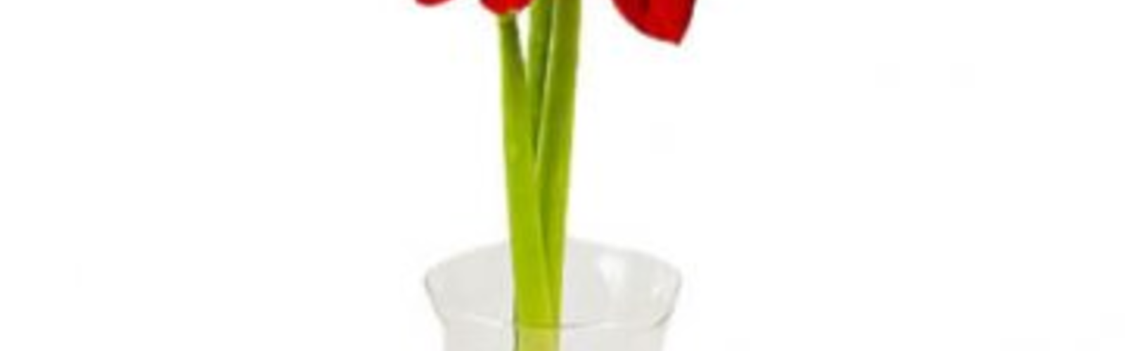 Julblomma